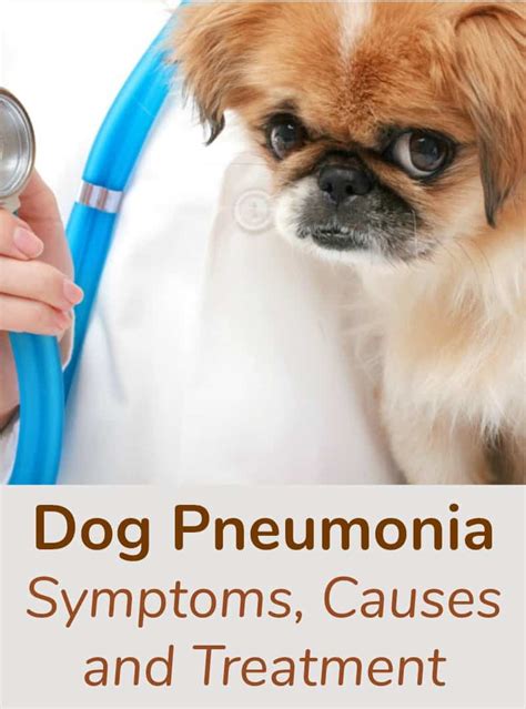 What Are The Symptoms Of Pneumonia In Dogs