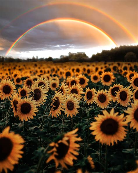 Paradise Beautiful Nature Sunflower Pictures Nature Photography
