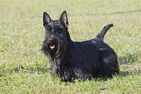Scottish Terrier Dog Breed Guide Info Pictures Care And More P
