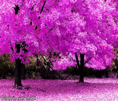 Purple Pink Trees Beautiful Flowers Scenery