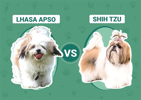 Lhasa Apso Vs Shih Tzu The Differences With Pictures Pet Keen