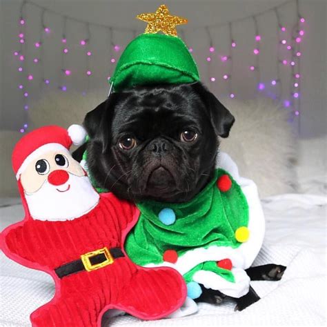 Is It Too Early For Adorable Christmas Pug Photos Photo By Gigi