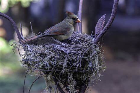 Fotos Gratis Naturaleza Rama Pájaro Fauna Silvestre Pico Macro
