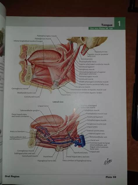 Wayne vogl, phd, faaa professor of anatomy and cell biology. How should a first-year MBBS student read Gray's Anatomy ...