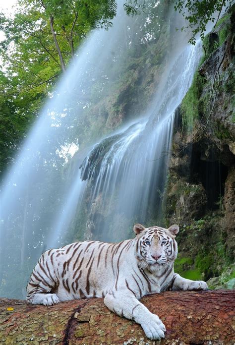 Waterfall White Tiger Predator Free Photo On Pixabay Pixabay