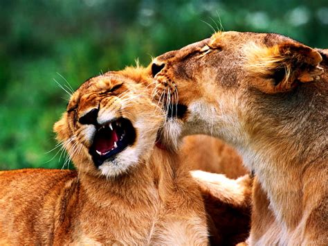 Minimalist Wildlife Lion Animals Background Picture 🔥 Free Best Photos