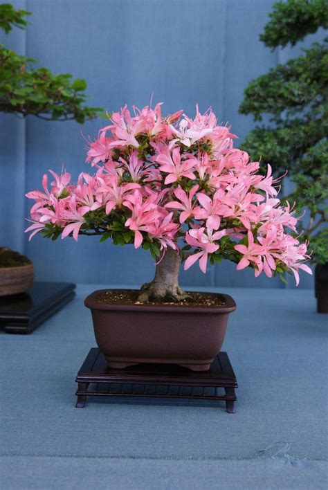 Can you have a bonsai tree indoors? 957 best images about Bonsai on Pinterest | Bonsai trees ...