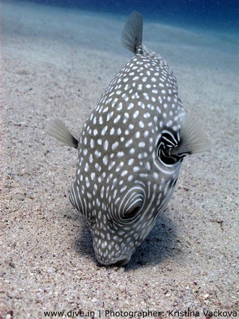 118 Best Images About Puffer Fish On Pinterest Swim