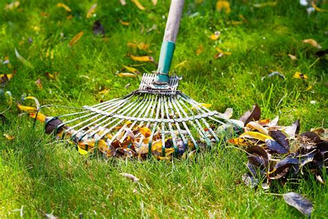 How When And Why To Dethatch Your Lawn Sodding Canada