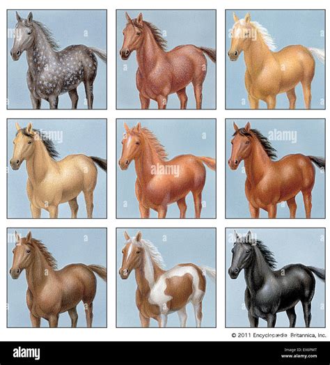 Common Horse Colors Stock Photo Alamy