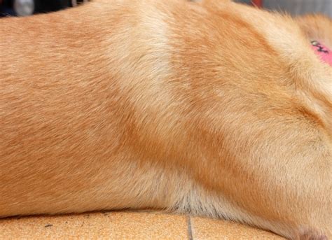 Skin Disease Canine Seborrhea In Dogs Petmd