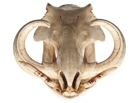The Crazy Diversity Of Animal Skulls From Hippos To Hummingbirds Wired