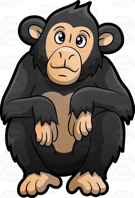A Cute Chimpanzee A Mammal Also Called As Chimpanzee With Long Black
