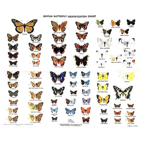 Chart British Butterflies Chart H D Swain Beautiful Butterfly