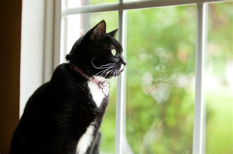 Cat Staring Out Window Img Ultra
