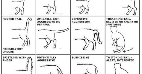 How To Understand Your Cat Imgur