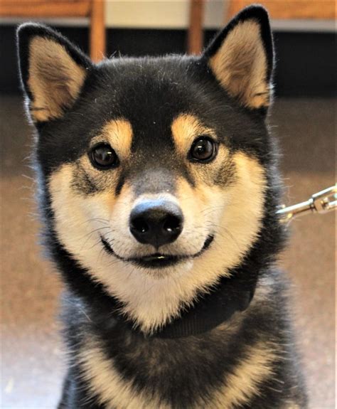 Services available at volusia county's spay/neuter clinic at 1250 indian lake road, daytona beach. The Happy Pet Vet - Klamath County's Mobile Veterinary ...