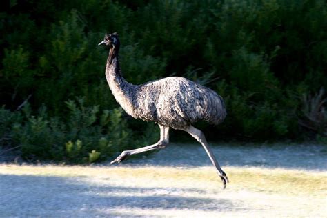 The Emu Is The Largest Naturally Occurring Bird Of Australia On
