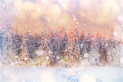 Magical Winter Snow Covered Tree Background With Some Soft High Stock