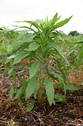 Once you know the weed you can then choose from many options to now let's talk about some of the weeds you'll commonly find and how you can control them. Are you ready for the weeds? // Integrated Crop and Pest ...