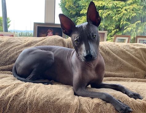 Xoloitzcuintli Breed Information Guide Facts And Pictures 51 Off