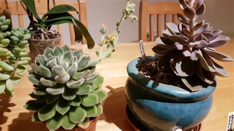 My Echeveria Plantscare And Cultivation Youtube