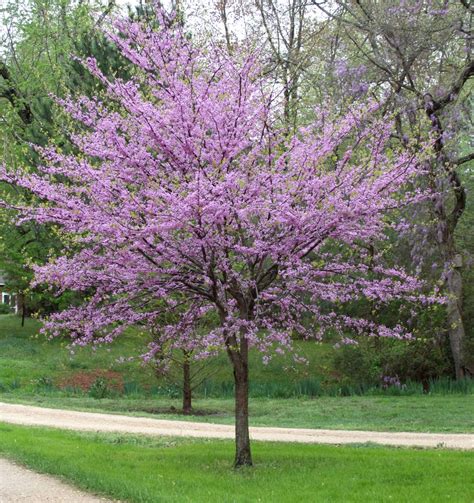 Eastern Redbud Tree A Breathtaking Flowering Native To North America