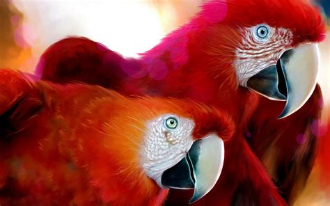 Birds Wallpapers Hd Best Wallpapers Hd