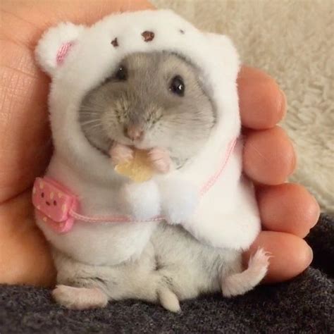 Clothed Hamster Clothed Hamster Cute Baby Animals Funny Hamsters