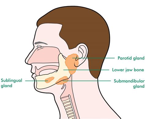 Hard Lump On Jaw Bone Under Skin Petfinder