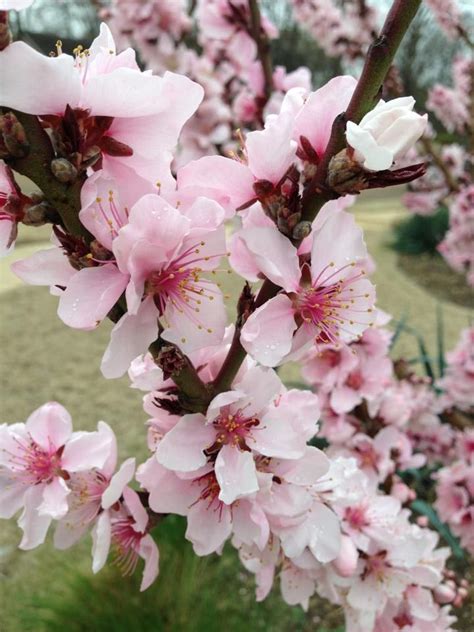 Bonfire Peach Tree In Bloom Blooming Trees Flowers Photography