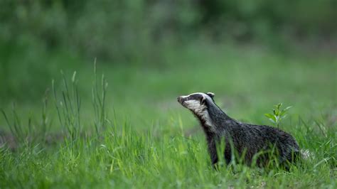 New Report Calls For An Immediate End To Badger Culling Born Free