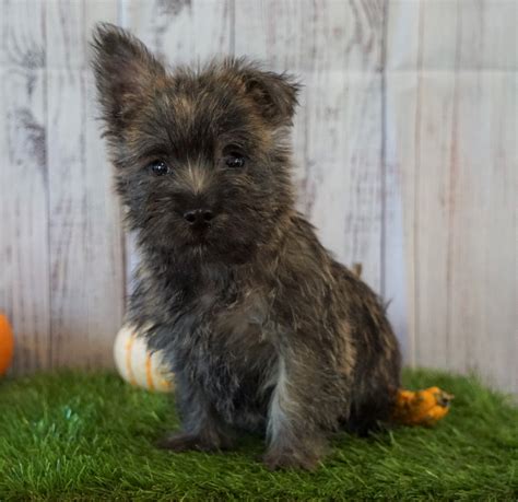 Cairn Terrier For Sale Millersburg Oh Male Teddy Ac Puppies Llc