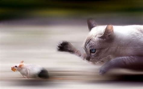 Cat Chasing Mouse Images For Desktop And Wallpaper Animals Pets