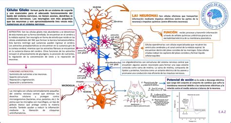 Neurona Mapa Mental