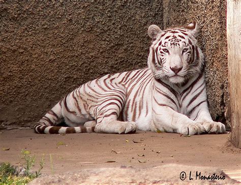 Tigre De Bengala Albino A Photo On Flickriver