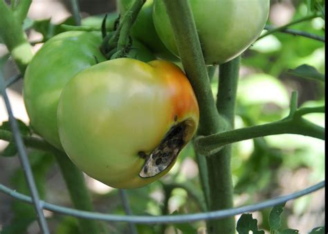 Prevent Common Problems For Ideal Garden Tomatoes