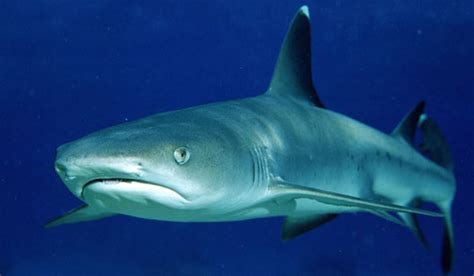 Whitetip Reef Shark Shark Week Discovery