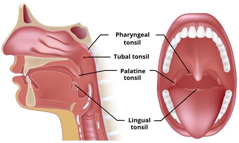 The Tonsils Waldeyer S Ring Lingual Pharyngeal Palatine Tubal