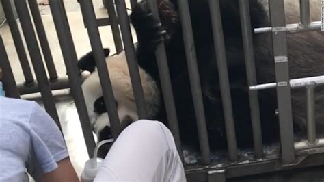 National Zoos Giant Panda Mei Xiang May Be Pregnant Cnn Travel