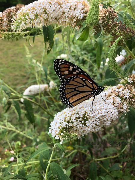 Monarch Butterfly Marthas Vineyard ~ Digital Photo Monarch