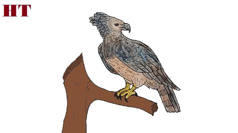 How To Draw A Harpy Eagle Step By Step Youtube