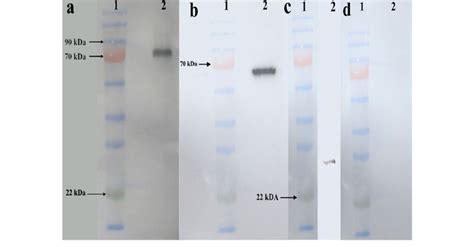 Western Blotting Analyses For Protein And Exosome Characterization A