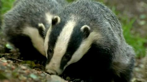 Irelands Farmers Describe Badger Cull Impact Bbc News