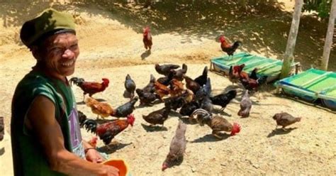 Social Media To Promote Native Chicken Raising In Eastern Visayas
