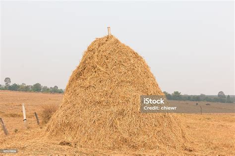 Pile Of Straw Stock Photo Download Image Now Agriculture Autumn