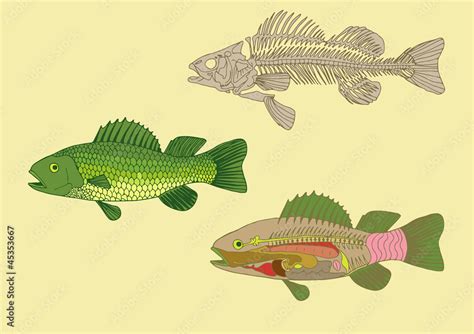 Zoology Anatomy Of Fish Cross Section And Skeleton Stock Vector