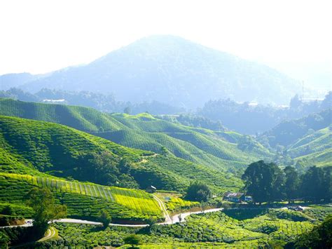 Terletak jauh dari kesibukkan pekan amat sesuai untuk bersantai dan merehatkan minda. Pakej Cameron Highlands HONEYMOON