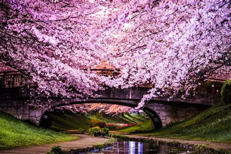 Travel Guide Experience Cherry Blossom Season In Japan