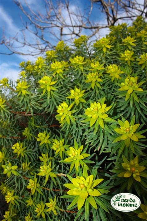 Pianta spontanea diffusissima ma assai poco coltivata nei giardini. Fiori Gialli Mediterranei : Ginestra - Genista - Genista ...